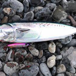 アオリイカまだまだ！ソウダガツオは好調